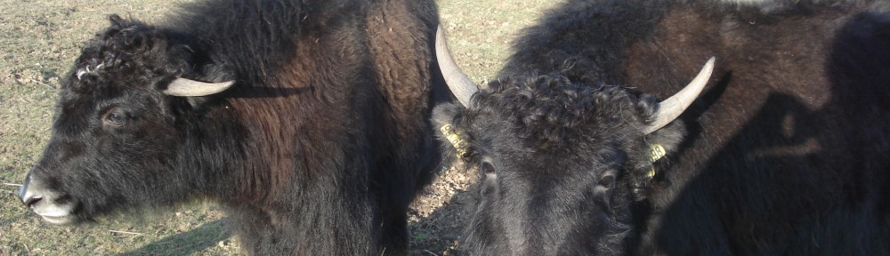 Esel – Ziege – Yak