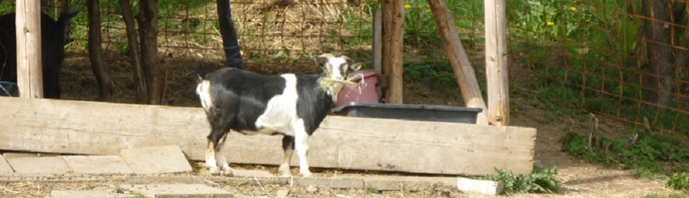 Esel – Ziege – Yak