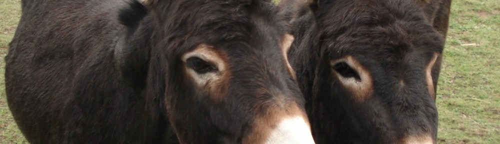 Esel – Ziege – Yak